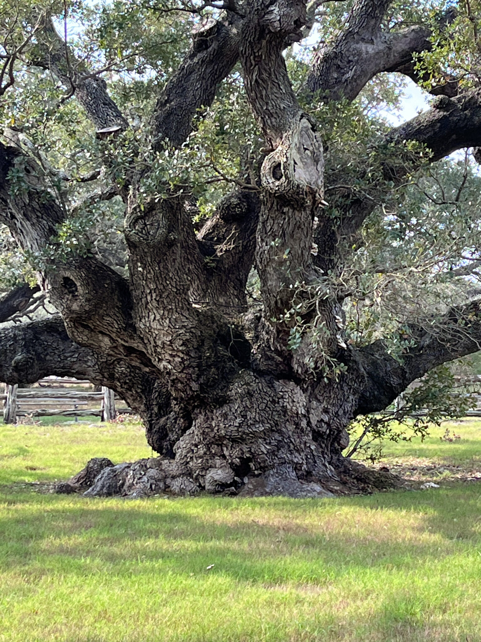 Standing in the Shade of The Big Tree - The Art of Going Alone