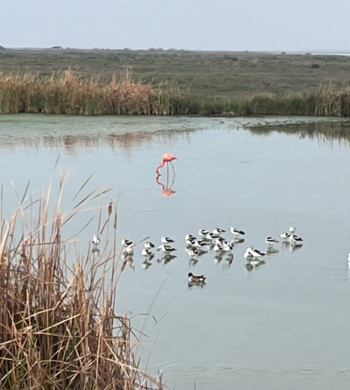 American Flamingo at Leonabelle Turnbull Birding Center