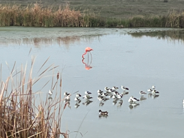 American Flamingo at Leonabelle Turnbull Birding Center