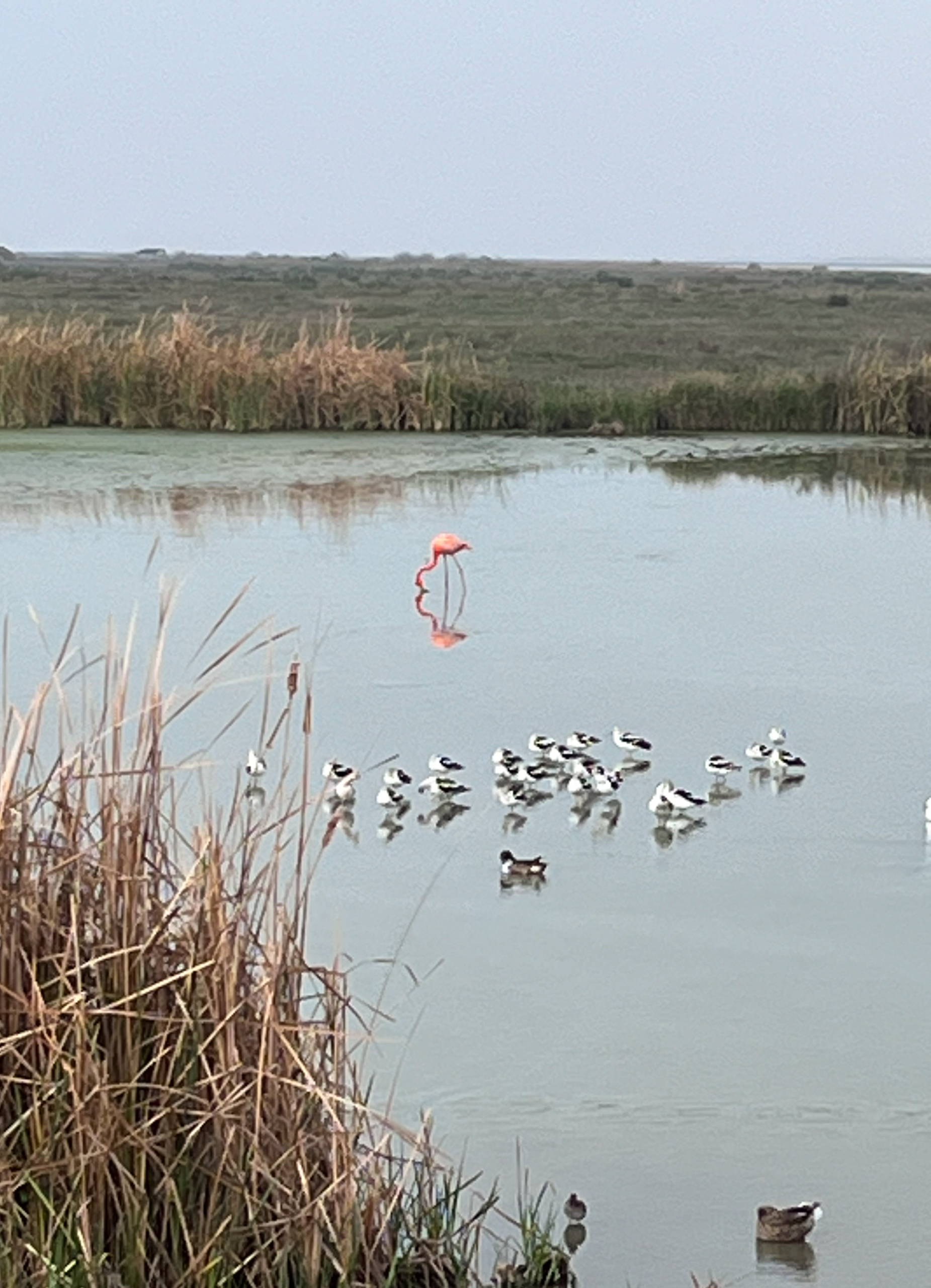 American Flamingo at Leonabelle Turnbull Birding Center