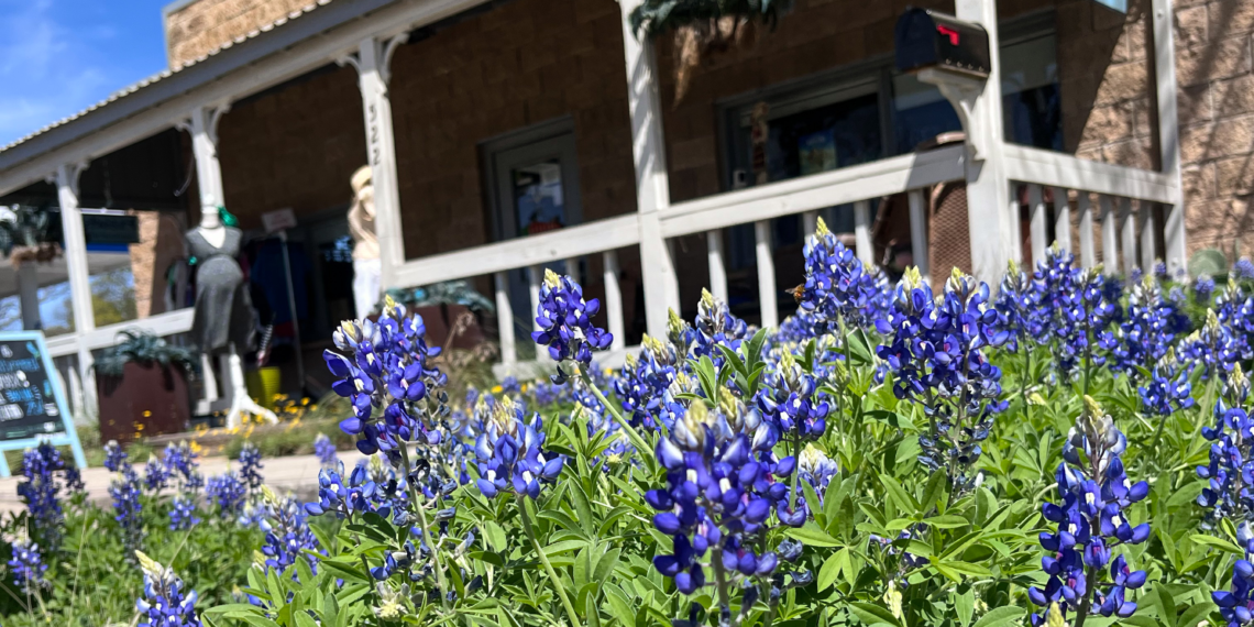 Bluebonnets blooming in Fredericksburg Texas