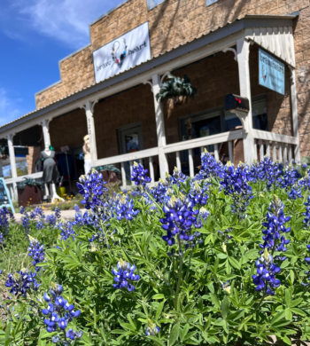Bluebonnets blooming in Fredericksburg Texas