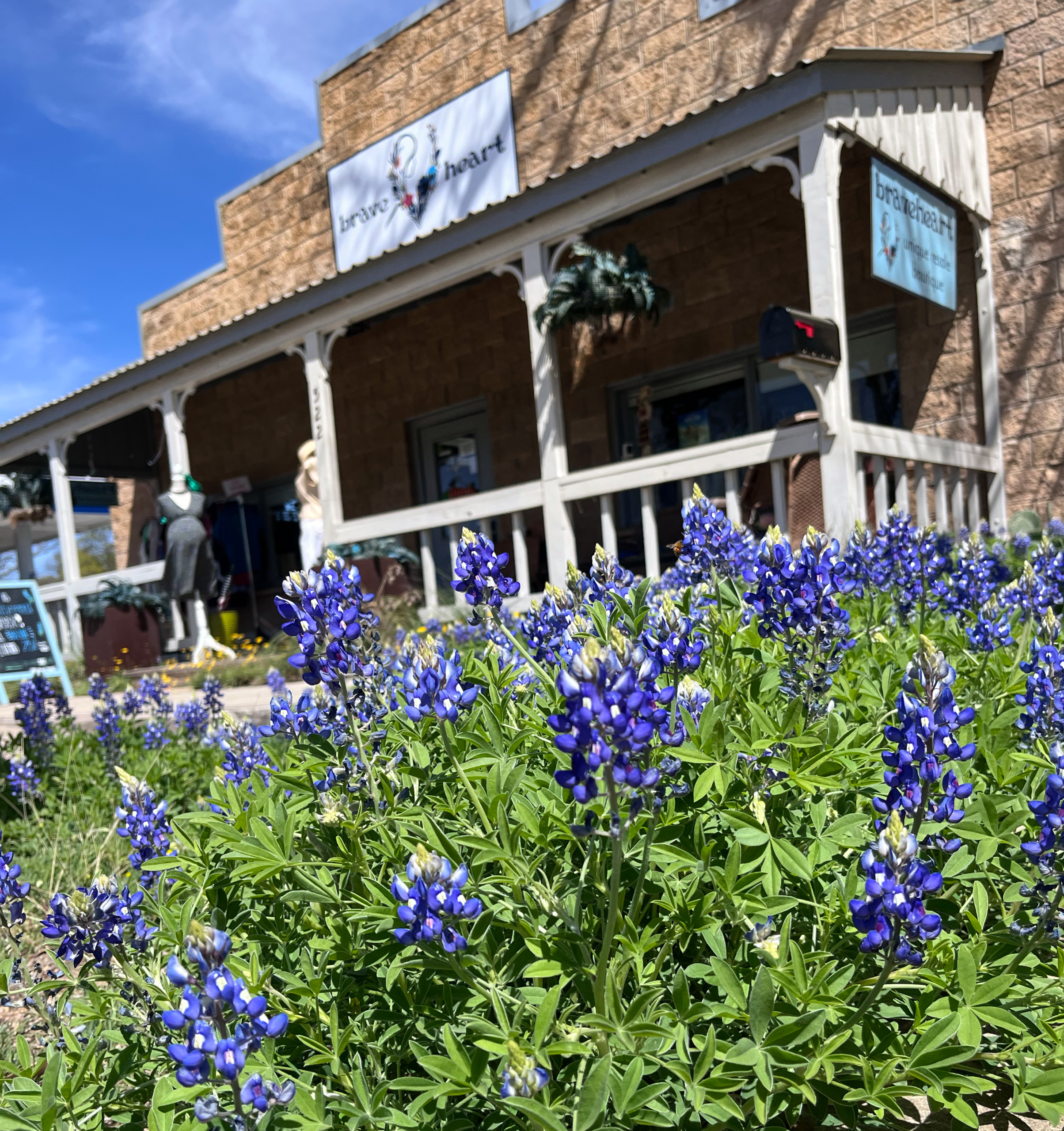 Bluebonnets blooming in Fredericksburg Texas
